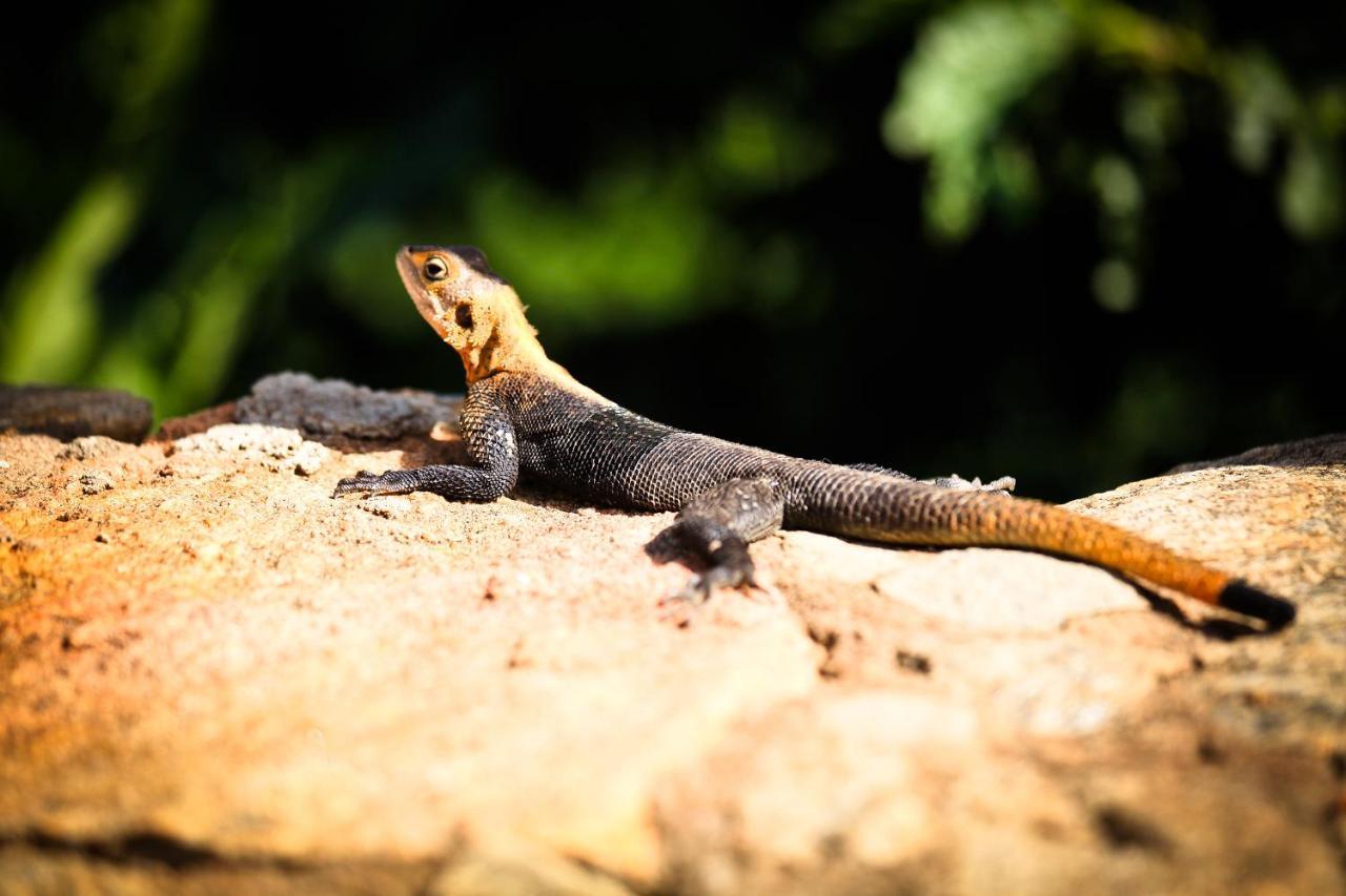 Apoka Safari Lodge Loitanit ภายนอก รูปภาพ